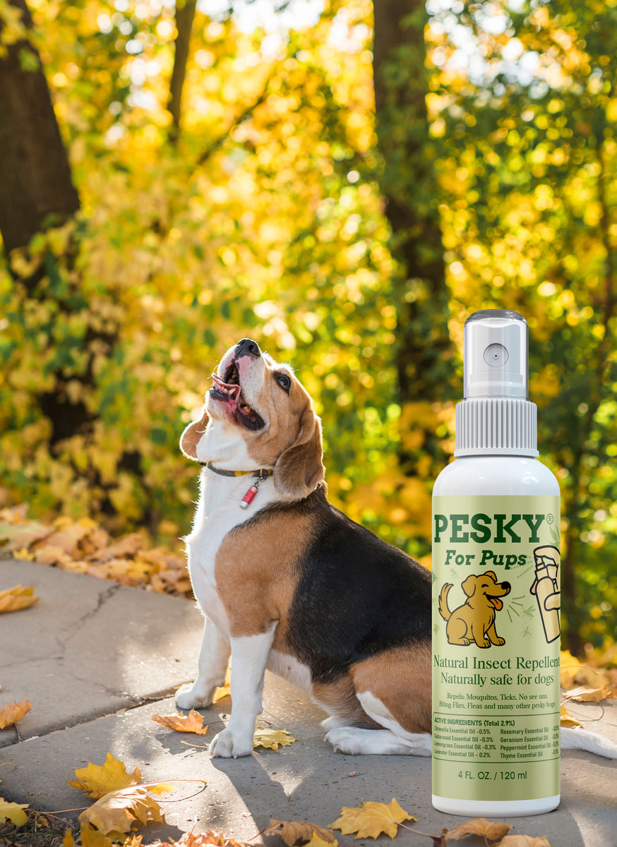 natural fly repellant for dogs