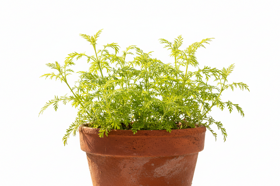Why Citronella Alone Isn’t Enough