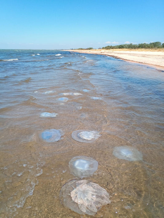 When Is Jellyfish Season at the Beach?