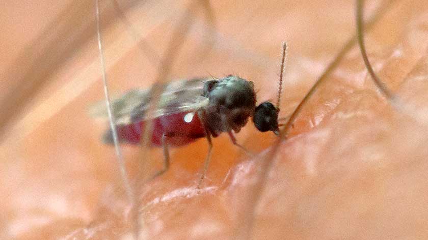 Managing No-See-Um Activity in Florida Outdoors