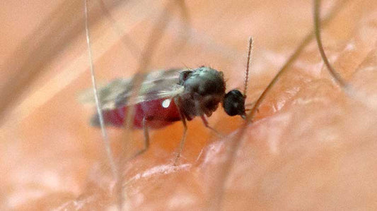 Managing No-See-Um Activity in Florida Outdoors