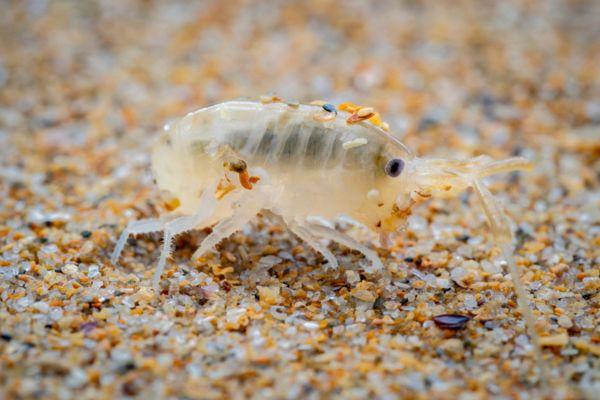 What Are Sand Fleas at the Beach? (And How to Stay Comfortable)