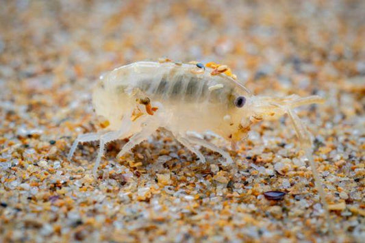 What Are Sand Fleas at the Beach? (And How to Stay Comfortable)